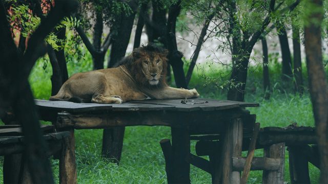 Sri Venkateswara Zoological Park