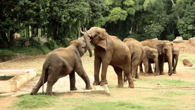 Mysore Zoo