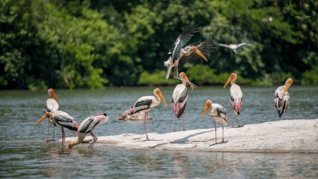 Ranganathittu Bird Sanctuary